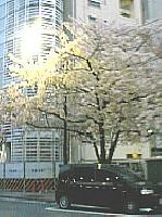 銀座桜通り